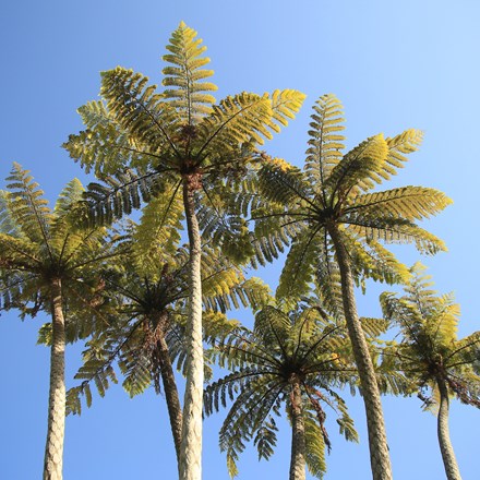 Silhoette of tall ponga fern trees against the blue Marlborough sky, in the Marlborough Sounds at the top of New Zealand's South Island.