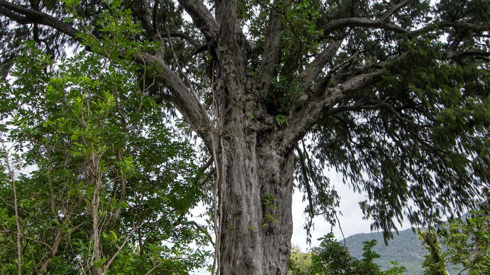 Ancient New Zealand native totara tree near Furneaux Lodge in New Zealand's Marlborough Sounds.